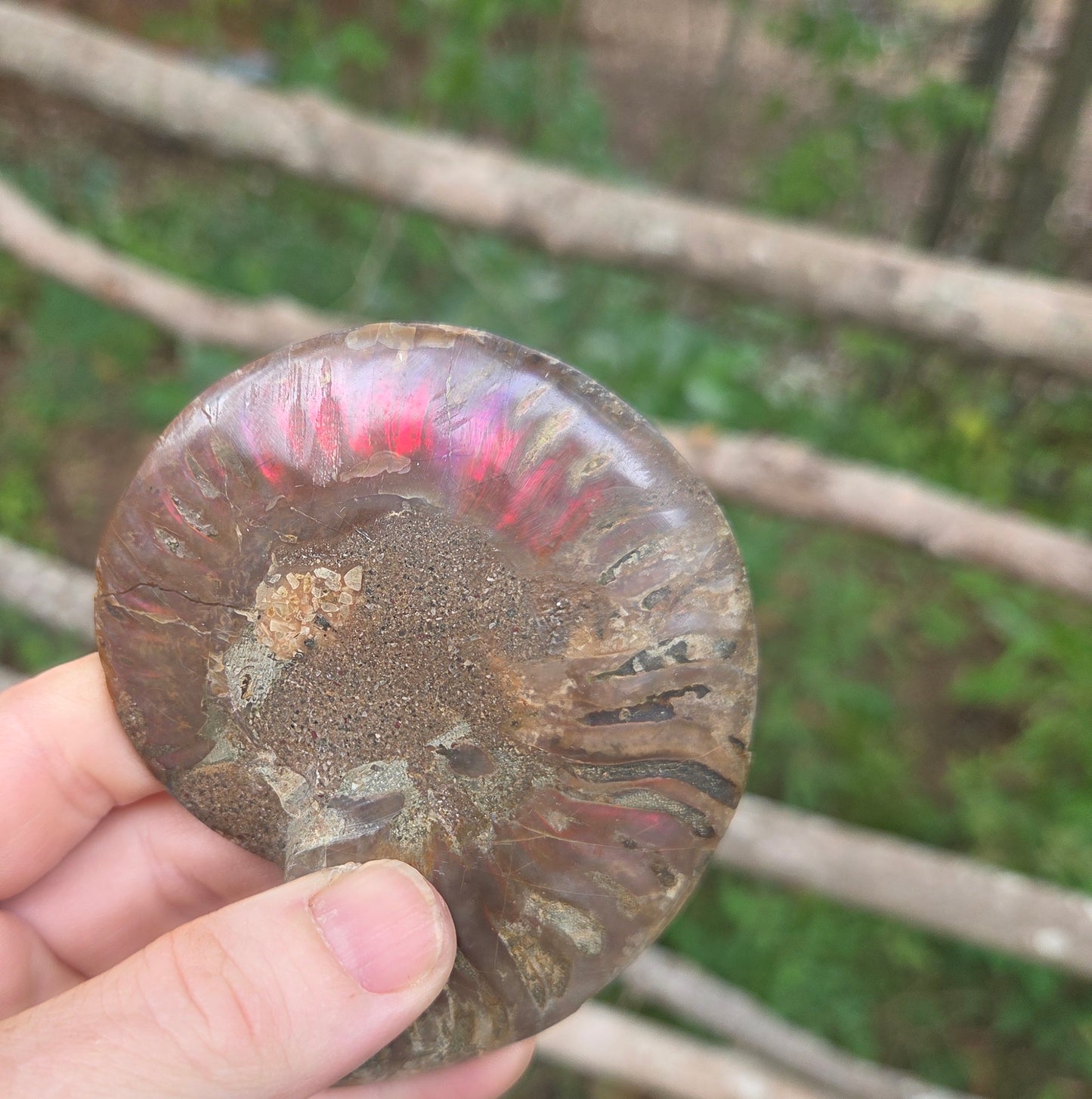 Ammonite Fossil
