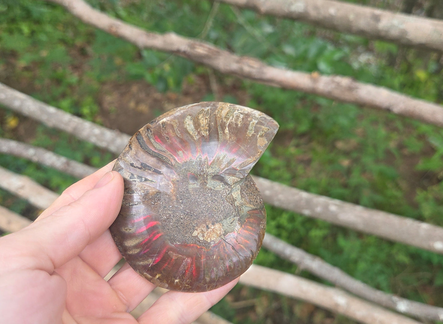 Ammonite Fossil