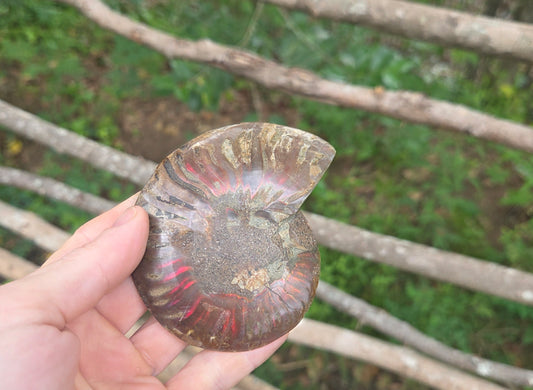 Ammonite Fossil