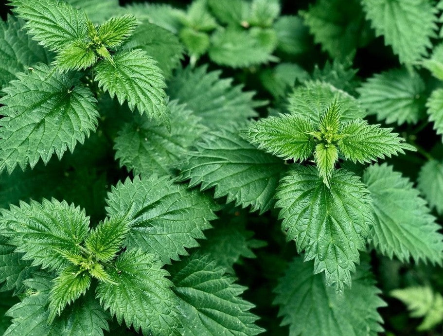 Organic Stinging Nettle