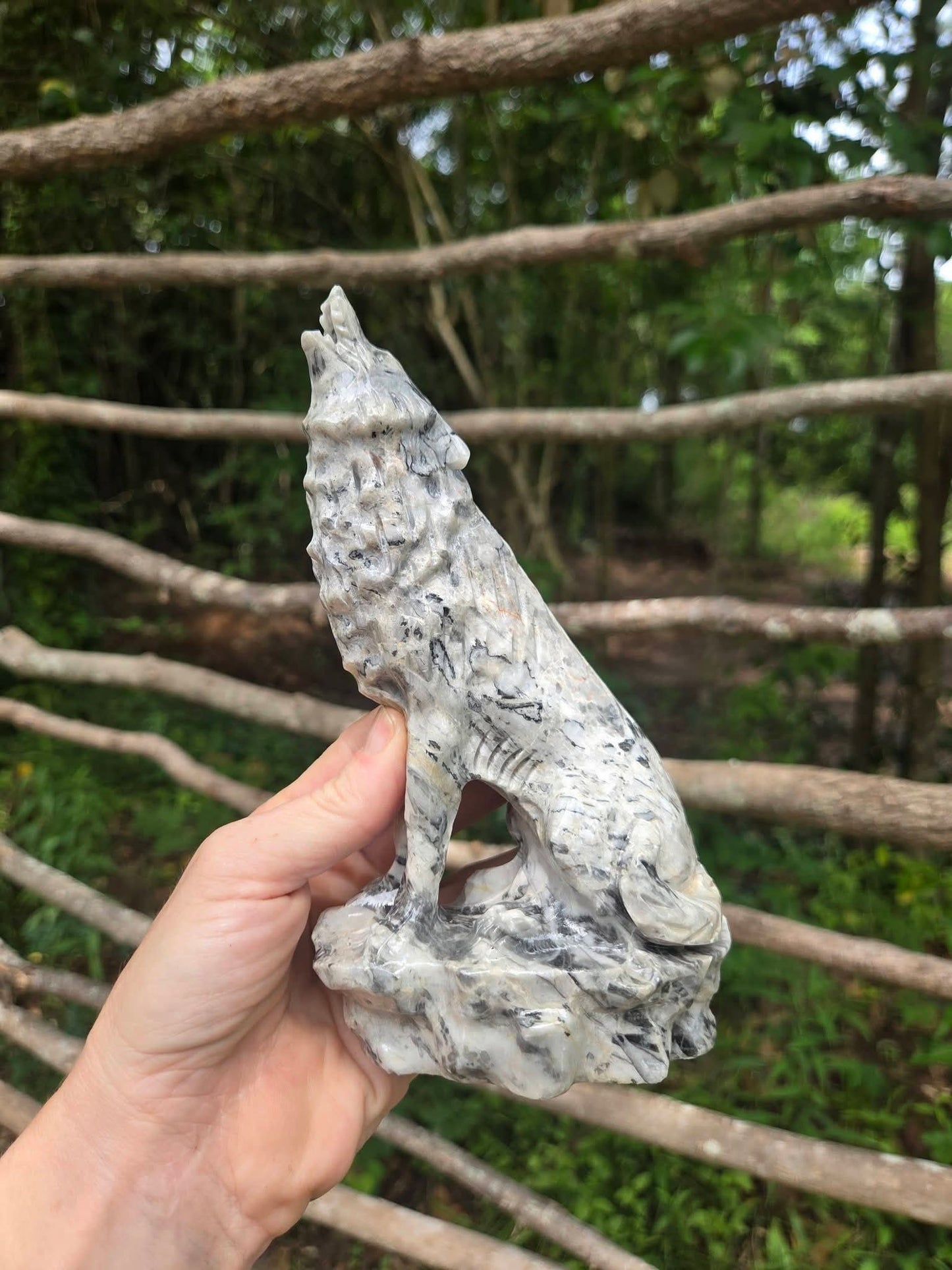Picasso Jasper Wolf 🐺